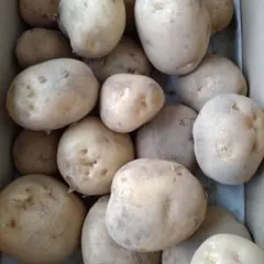 こと様専用。新じゃが（男爵）、煮物に最適！　茨城県産。