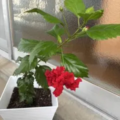 ハイビスカス 八重咲き 赤 鉢植え 確認用 - メルカリ
