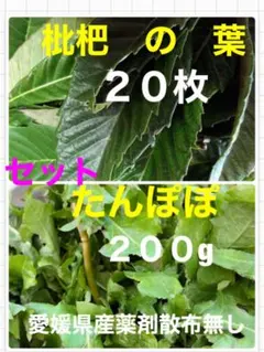 Item thumbnail for item e7d25a98-b913-4022-b0ba-3d07c56b7cd8