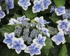 しおはぎ様 リクエスト 5点 まとめ商品