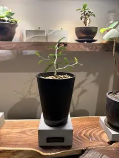 オペルクリカリア パキプス 塊根植物 コーデックス - メルカリ