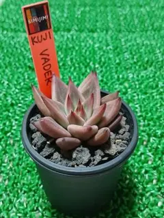 simijimiさん苗　錦玉園コロラータ　simi自家　札つき　鉢ごと simijimiさん苗 錦玉園コロラータ simi自家 札つき 鉢ごと - メルカリ