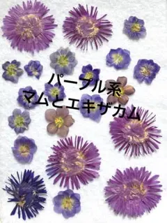パープル系　マムとエキザカム　押し花