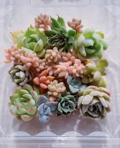多肉植物 カット苗 寄せ植え セットF