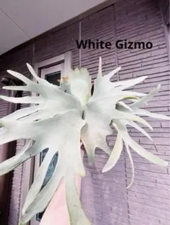 2025年最新】FSQ ビカクシダの人気アイテム - メルカリ