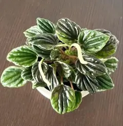 ★観葉植物★ペペロミア　レッドルナ　ルナブルー　2点セット　可愛いのサムネイル