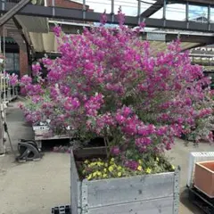 2025年最新】レウコフィルム 苗の人気アイテム - メルカリ