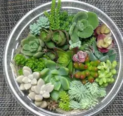 多肉植物　寄せ植えセット　カット苗　多肉弁当のサムネイル