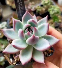 ✿*。様 リンゼアナ❤️セット 楽天市場】多肉植物 リンゼアナの通販