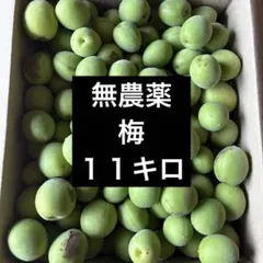 梅10〜11kg】無農薬 サイズ不揃い 梅干し用 梅酒用 使い方色々 新鮮 