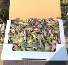 超大量多肉葉挿し韓国苗エケベリア等品種混合大小1000g梱包込み