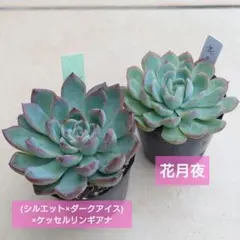 2025年最新】ケッセルリンギアナの人気アイテム - メルカリ