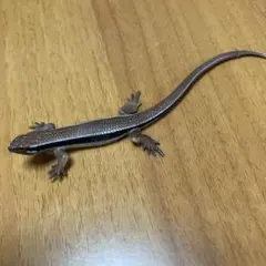 ゆう☆☆☆☆様 リクエスト 2点 まとめ商品