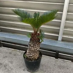 早い者勝ち ソテツ 蘇轍 5号〜6号 南国植物 | Mercari