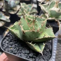 2026年最新】アガベ ジャガーノートの人気アイテム - メルカリ