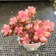 2026年最新】レッドベリー錦の人気アイテム - メルカリ