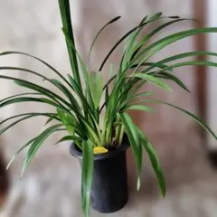 花が終わり、新芽の出たシンビジュームのサムネイル