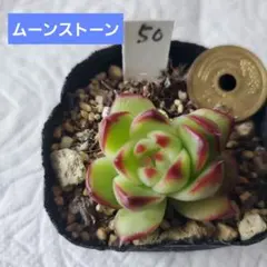 ミィ様 リクエスト 3点 まとめ商品