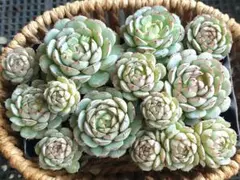 【2000フォロー感謝品】リトルレッドボート⑩★カット苗★エケベリア★多肉植物★