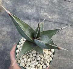 2025年最新】サンスベリア ピングイキュラの人気アイテム - メルカリ