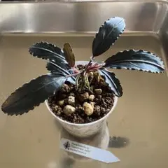 Bucephalandra ブセファランドラ ブラウニーコースト マリオ - メルカリ