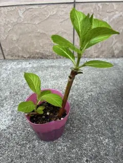 紫陽花ダンスパーティー　2苗