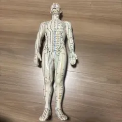 3B Scientific 人体模型 人体解剖模型（トルソー型） 脳 内臓 - メルカリ