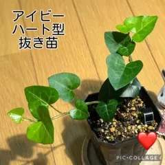 2026年最新】アイビーの人気アイテム - メルカリ