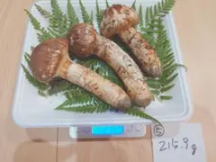 岩手県産　岩泉産　高級松茸　蕾　最高級　756g 今期最終 2025年9月中旬～10月中旬発送予定＞松茸マイスター厳選!旬の岩泉