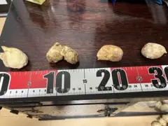 クリーム色の木の癌、4個セット