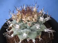 2026年最新】アロンソイの人気アイテム - メルカリ