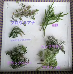 レアセダム入り　多肉植物寄植えセット　カット苗