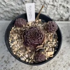 ぽんこ様 リクエスト 2点 まとめ商品