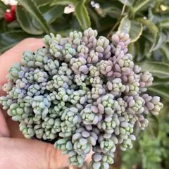 AmaeMama様 リクエスト 4点 まとめ商品