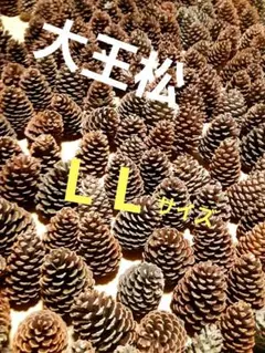 大王松／松ぼっくり80サイズ段ボールに満杯