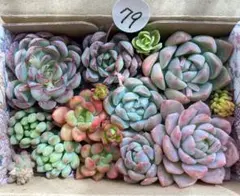 79 多肉植物　多肉弁当　詰め合わせ　寄せ植え　セット　カット苗　韓国苗　エケ