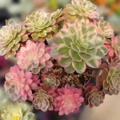多肉植物 アエオニウム ヒスイガラス錦 超美苗 抜き苗 - メルカリ