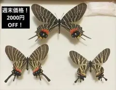 蝶標本 アケボノアゲハ・ジャコウアゲハ各種 産地別コレクション 蝶標本 アケボノアゲハ・ジャコウアゲハ各種 産地別コレクション