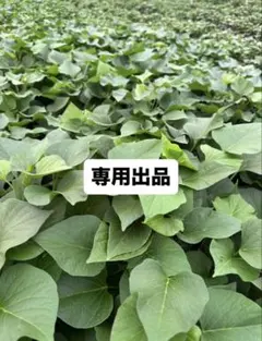 2026年最新】栗かぐや 苗の人気アイテム - メルカリ
