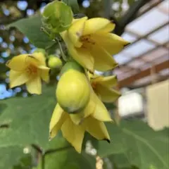 専用　ちゃーたん様