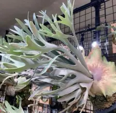 2025年最新】ペドロ ビカクシダの人気アイテム - メルカリ