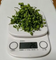青森県産 実山椒 ☆採れたて 増量中 ☆値引き可　コメント専用 送料込み！ 青森県産 実山椒☆採れたて500g+増量中 ☆値引き可 - メルカリ