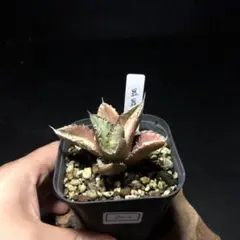 2025年最新】アガベチタノタ豆豆龍の人気アイテム - メルカリ