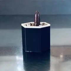 2026年最新】ウィンゾリーの人気アイテム - メルカリ