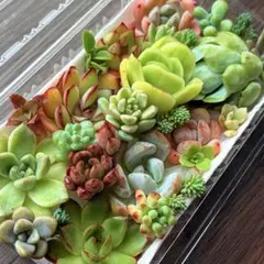 NEW❗️【レア種】花火　大苗入り　多肉植物詰め合わせ　カット苗多肉弁当❣️のサムネイル