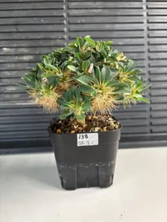 2025年最新】ユーフォルビア ギラウミニアナの人気アイテム - メルカリ