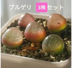 こうきち様 リクエスト 2点 まとめ商品