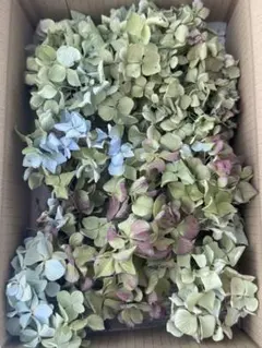 紫陽花 ドライフラワー 北海道産 60サイズ L ① - メルカリ