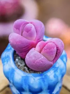 多肉植物 プレイオスピロス 紫帝玉+緑帝玉 大玉 2cm 抜き苗 2点セット