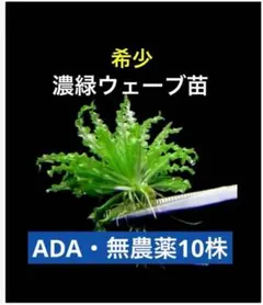 【希少】ADA ポゴステモン・ヘルフェリー 10株（完全無農薬・自家育成）のサムネイル
